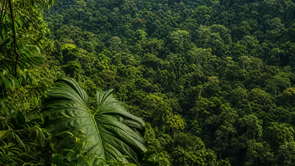 Faune abondante : les régions du monde les plus riches